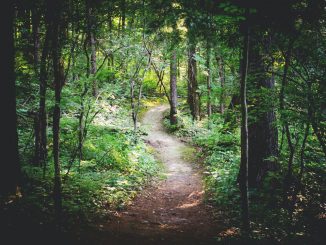 Sentier entre des arbres verts durant le jour.