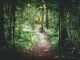 Sentier entre des arbres verts durant le jour.