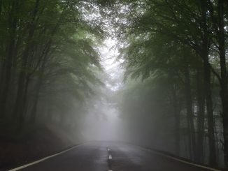 Route dans le brouillard entre des arbres à feuilles vertes durant le jour.