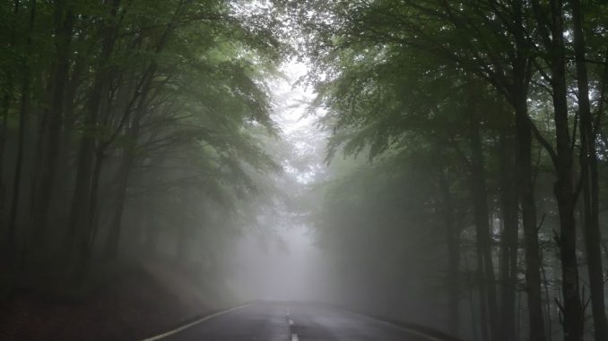 Route dans le brouillard entre des arbres à feuilles vertes durant le jour.