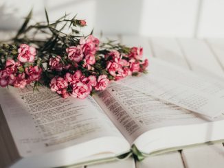 Fleurs roses sur une bible ouverte sur une surface blanche.