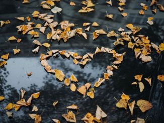 Feuilles brunes en forme de cœur entourées de plusieurs feuilles brunes.
