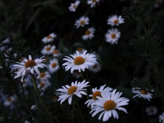 Marguerites blanches. Photographie en gros plan.