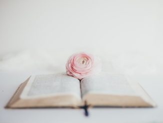 Rose rose sur une bible. Image un peu floue.