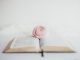 Rose rose sur une bible. Image un peu floue.