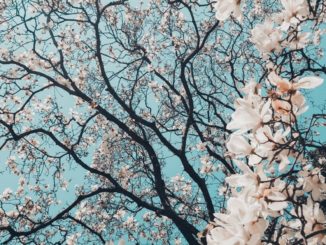 Sakura tree with pale pink flowers (new life) and blue sky in the background.