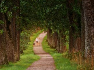 Two people walk, accompanied by a dog, on afine gravel path (to set out) through a forest of trees with green leaves. Lots of greenery on either side of the trail.