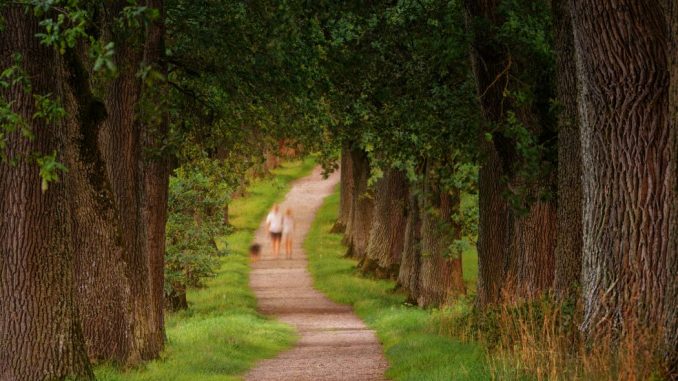 Two people walk, accompanied by a dog, on afine gravel path (to set out) through a forest of trees with green leaves. Lots of greenery on either side of the trail.