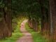 Two people walk, accompanied by a dog, on afine gravel path (to set out) through a forest of trees with green leaves. Lots of greenery on either side of the trail.