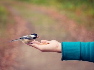 Small black, brown and white bird standing on a person’s right hand (goodness and love). The end of the sleave of a dark green sweater can be seen on the end of the forearm. Blurred background , tinted with pink and gray.