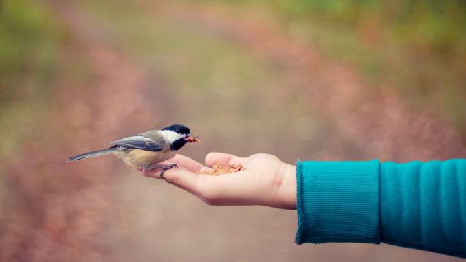 Small black, brown and white bird standing on a person’s right hand (goodness and love). The end of the sleave of a dark green sweater can be seen on the end of the forearm. Blurred background , tinted with pink and gray.