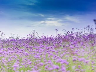 Purple flower field under a partially cloudy blue sky during the day.