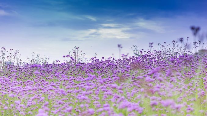 Purple flower field under a partially cloudy blue sky during the day.