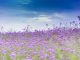 Purple flower field under a partially cloudy blue sky during the day.